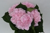 VERENA PINK